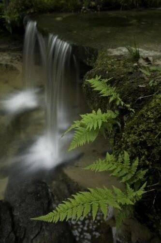 Pickle Springs Natural Area