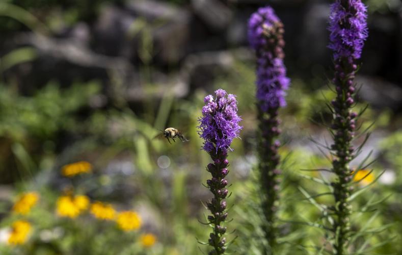 Rodney Jarboe's winning garden for the annual Great Garden Contest