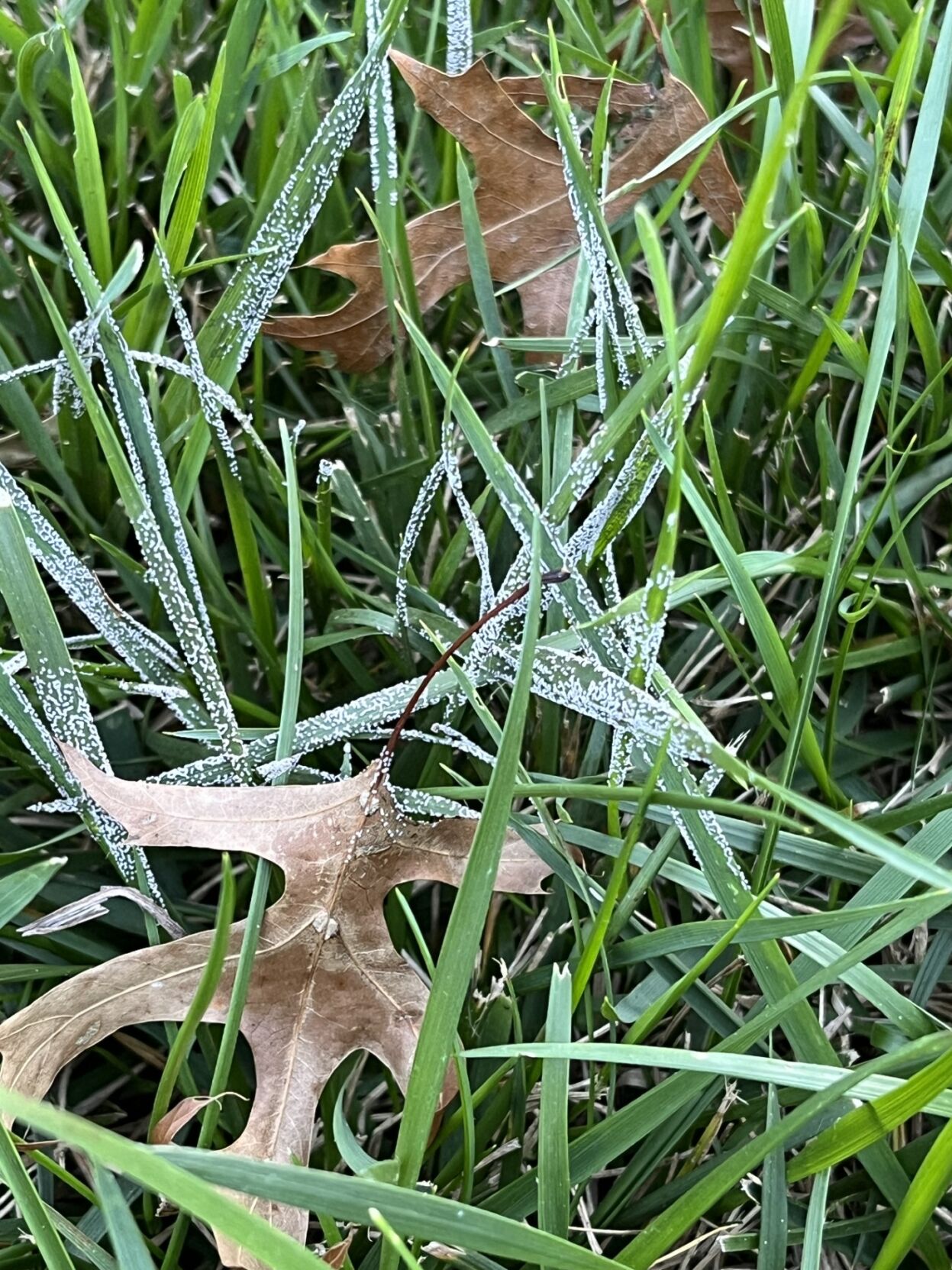 Slime mold